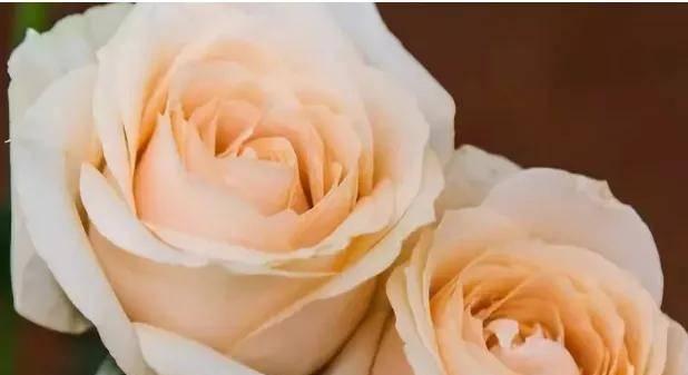 11朵玫瑰的花语（浪漫的花束与深情的告白）