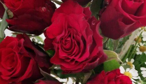 11朵玫瑰的花语（浪漫的花束与深情的告白）