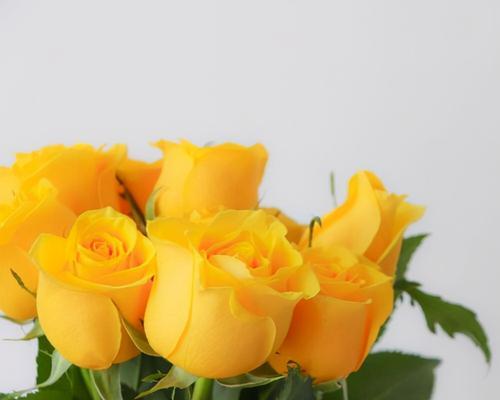 12朵玫瑰花的花语——爱的誓言（用花语向心爱的人传递真挚的情感）