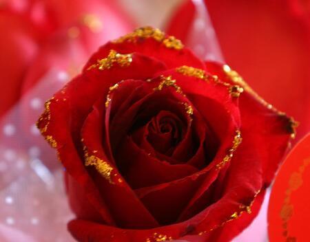 玫瑰花语的意义与传承（用12朵玫瑰解读爱情的心语）