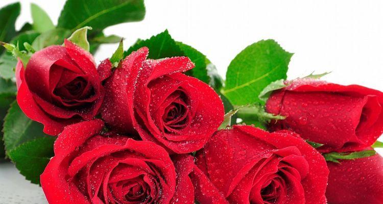 19朵红玫瑰的花语含义（红玫瑰花语的浪漫传承与深远意义）