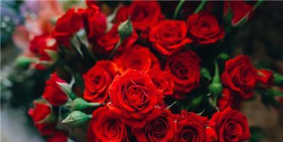 21朵玫瑰的花语与寓意（传达爱情与感激之情的21朵玫瑰花束）