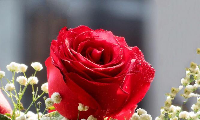 21朵玫瑰花语，浪漫之语传情达意（用花语讲述爱的故事）