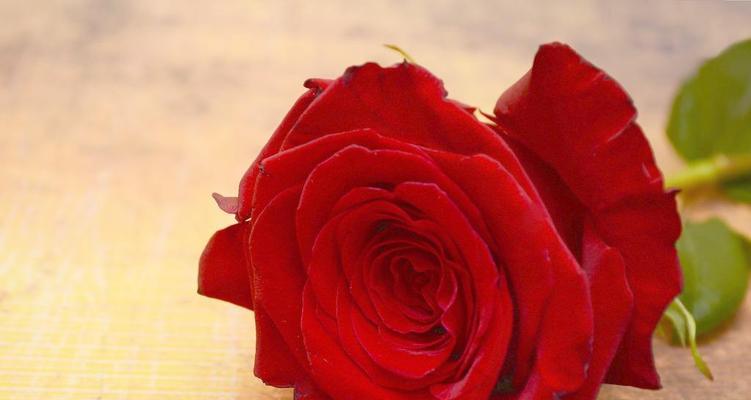 23朵玫瑰花语的深意（传递爱情与祝福的玫瑰花语）