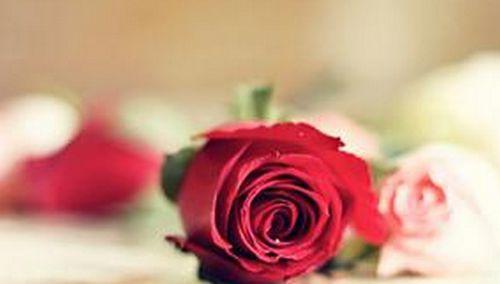 24朵玫瑰的浪漫之意（探索玫瑰的象征与传说）