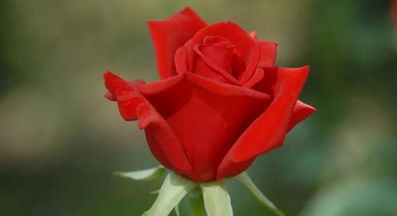 29朵玫瑰花语的含义（浪漫）