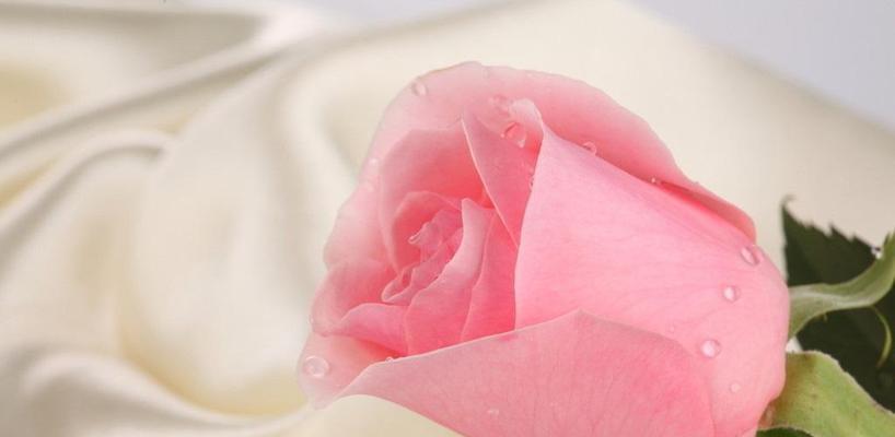 29朵玫瑰花的花语（浪漫）