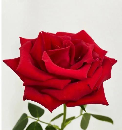 29朵玫瑰花的花语（浪漫）