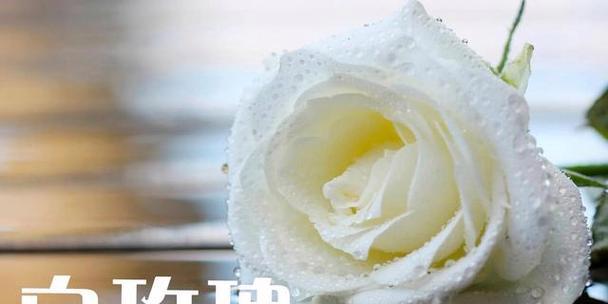 36朵玫瑰的花语含义（深情表白与永恒的爱情之花）
