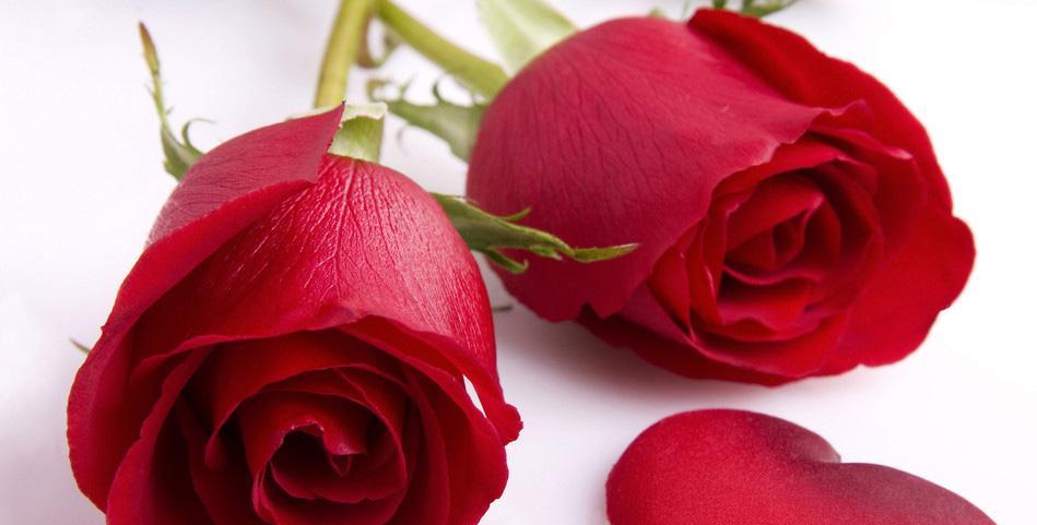 玫瑰花的花语之三朵玫瑰的含义（揭开三朵玫瑰背后的深刻寓意）