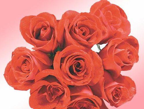 寓意丰富的44朵玫瑰花（用花语传递爱与祝福）