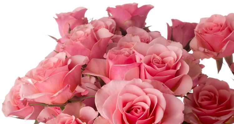 8朵粉玫瑰的花语与寓意（探究粉玫瑰花的深层内涵）