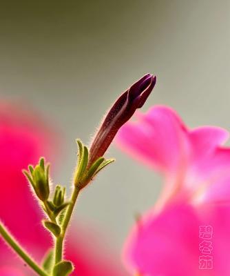 矮牵牛花的花语与意义（揭示矮牵牛花背后的15个神秘秘密）