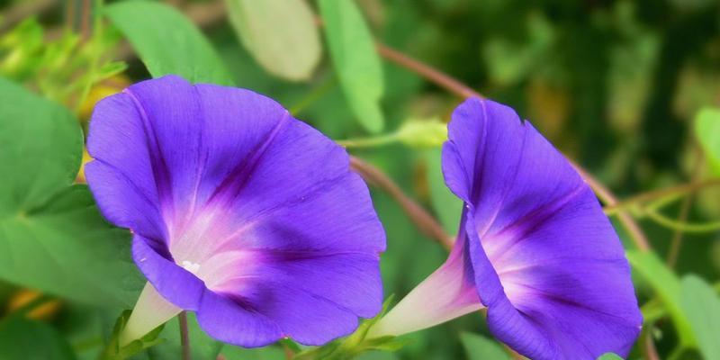 矮牵牛花的花语与意义（揭示矮牵牛花背后的15个神秘秘密）