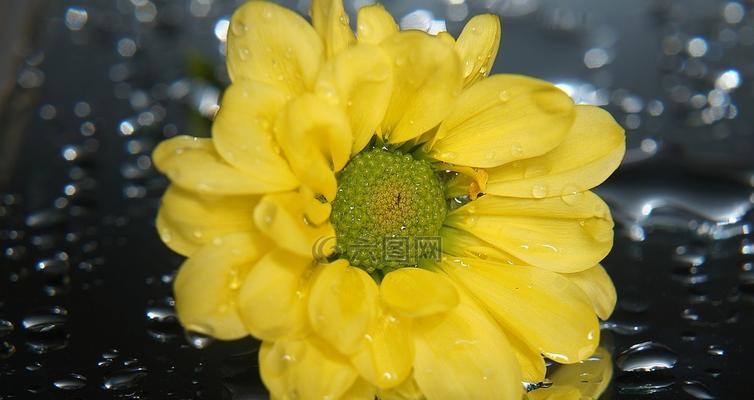 和平花开，美好未来（以艾菊的花语传递和平的力量）