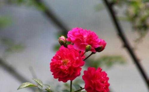 澳洲野蔷薇花语（以澳洲野蔷薇为象征的坚强与爱的花语）