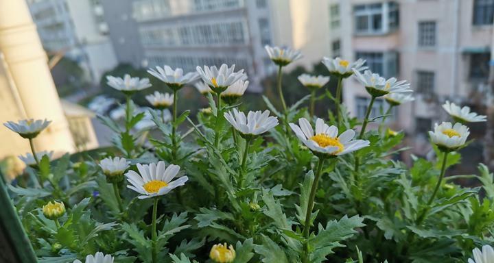 白晶菊花的花语和意义（揭秘白晶菊花的丰富寓意）