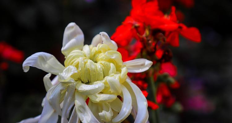 白菊花的花语及其象征意义（探索白菊花的美丽与深意）