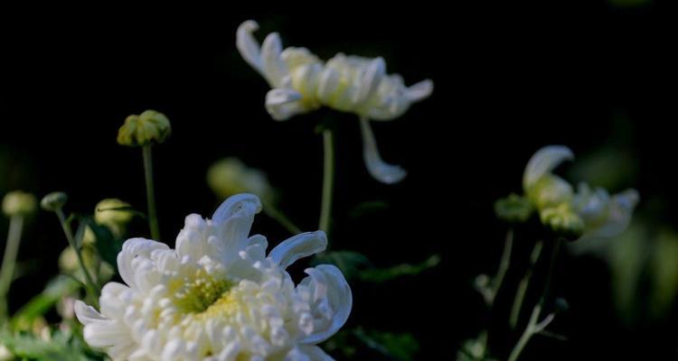 白菊花的美丽寓意（花开花落）