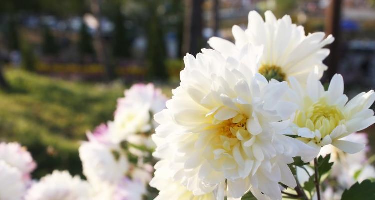 白菊花的美丽寓意（花开花落）