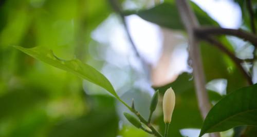 白兰花的寓意及其在生活中的应用（洁白芬芳）