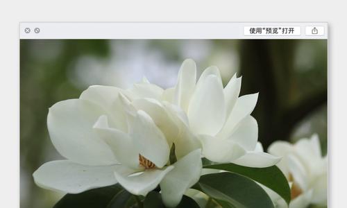白兰花的寓意及其在生活中的应用（洁白芬芳）