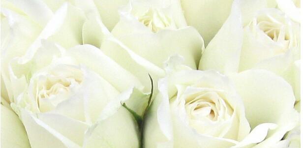 白玫瑰11朵花语（美丽而高贵的白玫瑰）
