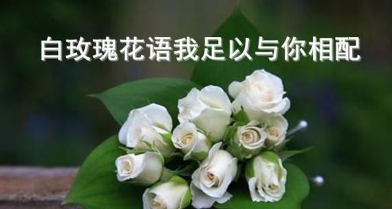 白玫瑰的象征意义及意义深远的背后（解读白玫瑰代表的意义）