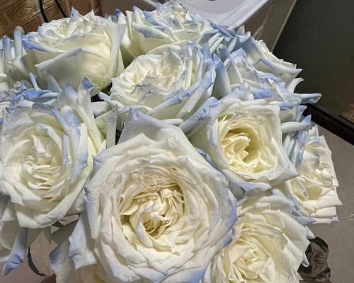 白玫瑰的花语与意义（美丽纯洁的白色代表着什么）