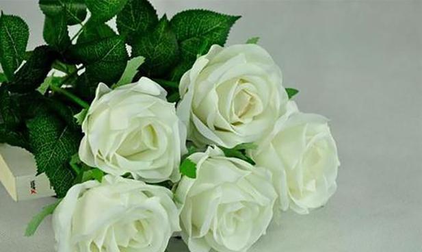白玫瑰的花语与象征（探寻白玫瑰的浪漫与纯洁）