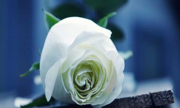白玫瑰的花语与寓意——纯洁与爱情的象征（白玫瑰）