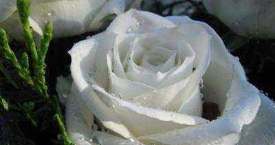 白玫瑰的代表意义（优雅）