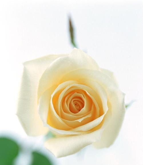 白玫瑰花的象征意义（探索白玫瑰花的情感表达和文化内涵）