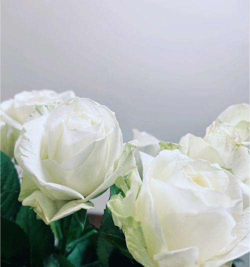 白玫瑰花的寓意及其象征意义（白玫瑰花的美丽纯洁与无尽爱意）