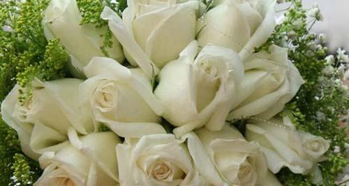 白玫瑰的花语与寓意（解读白玫瑰的含义）