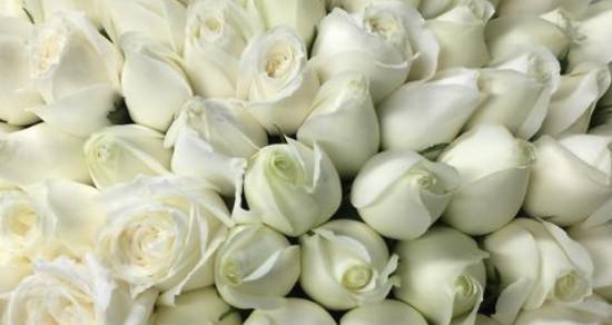 白玫瑰的花语与寓意（解读白玫瑰的含义）