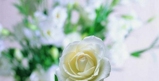 白玫瑰的花语与寓意（用一朵玫瑰诠释纯洁与真爱）