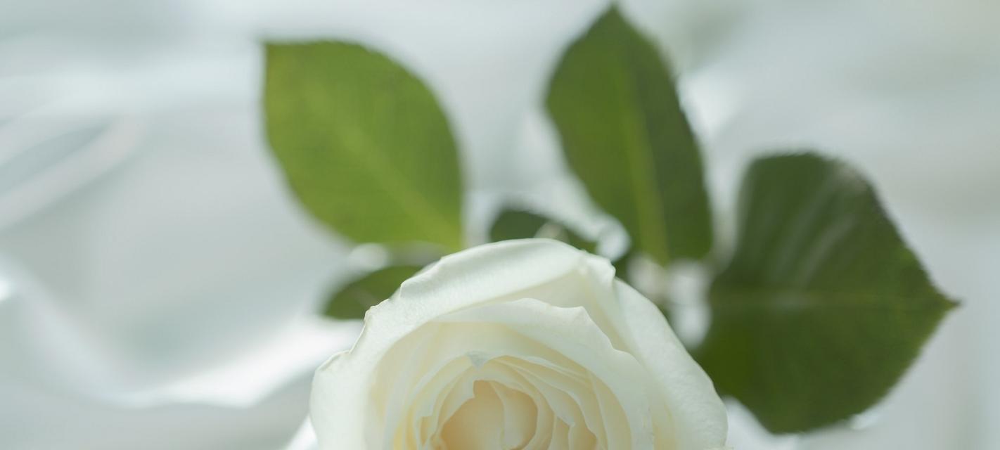 白玫瑰花语及适合送给的人（了解白玫瑰的含义）