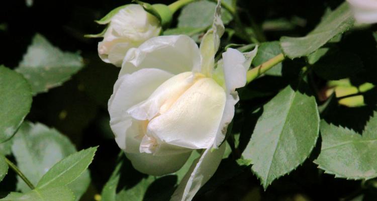 白蔷薇花的寓意与象征意义（探寻白蔷薇花的内涵与美感）