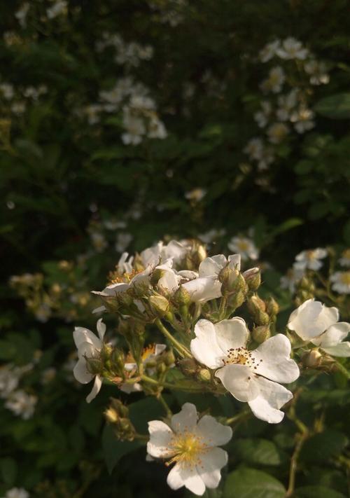 白蔷薇花的寓意与象征意义（探寻白蔷薇花的内涵与美感）