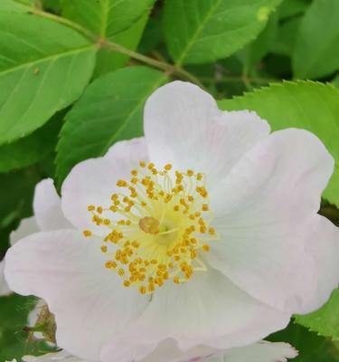 白蔷薇的花语（传递爱意与美丽的白蔷薇）