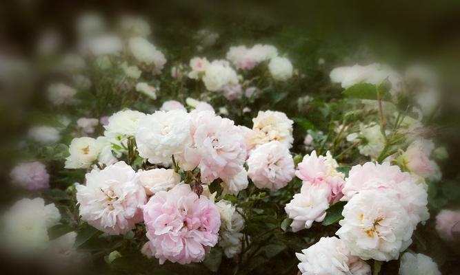 白蔷薇花语——纯洁与祝福的象征（探索白蔷薇的花语与寓意）