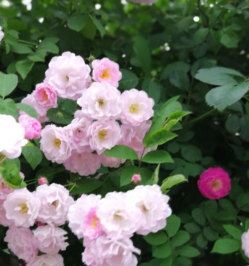 白蔷薇花语——纯洁与祝福的象征（探索白蔷薇的花语与寓意）