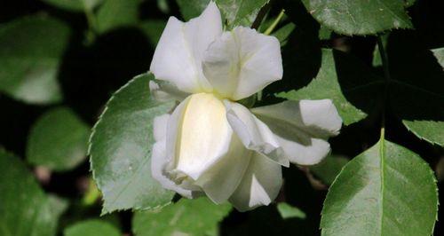 白蔷薇的象征意义及魅力（探寻白蔷薇的浪漫与神秘）