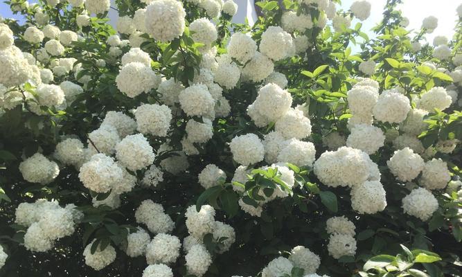 白琼花（探寻白琼花的花语及内涵）