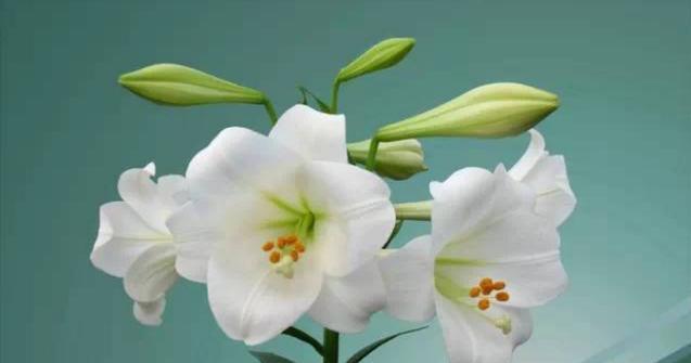 白色百合花的纯洁与希望（探寻白色百合花语的内涵与象征）