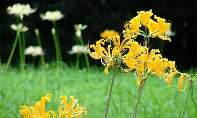 白色彼岸花的花语（探寻彼岸花的深意）