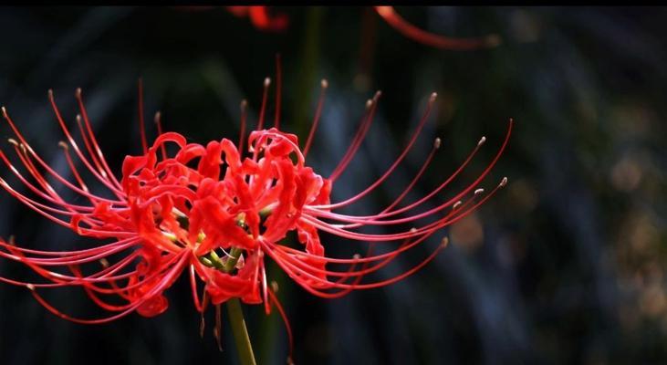 白色彼岸花的花语与寓意（探索白色彼岸花的神秘世界）