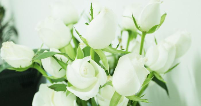 白色玫瑰花的花语与美好寓意（探索白色玫瑰花的神秘世界）
