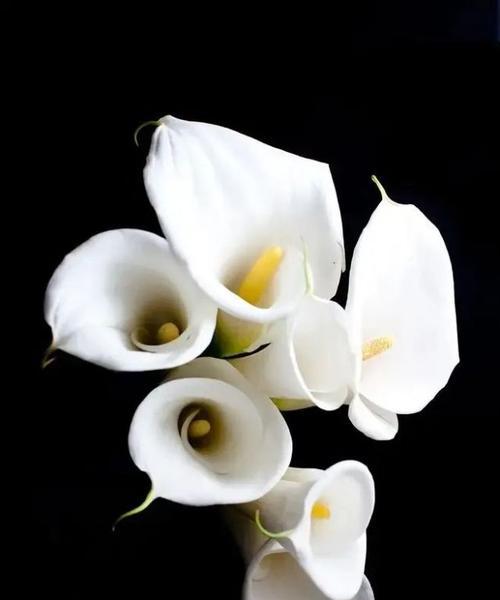 白色马蹄莲花（唤醒心灵的花海奇迹）